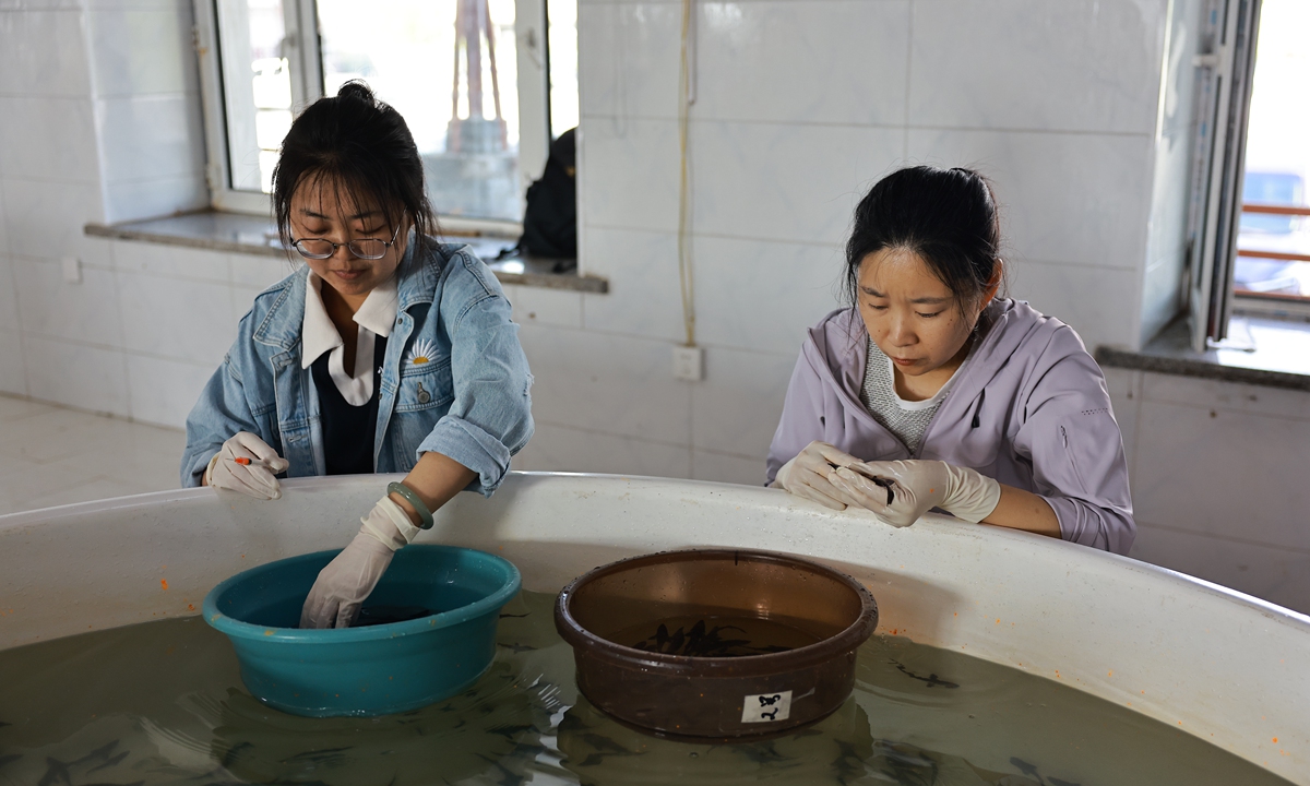Two staff members from the Chinese fish breeding institution inject fluorescent markers into fish fry to identify which were to be released on July 14, 2026 in Tongjiang, Northeast China's Heilongjiang Province Photo: Deng Xiaoci/GT