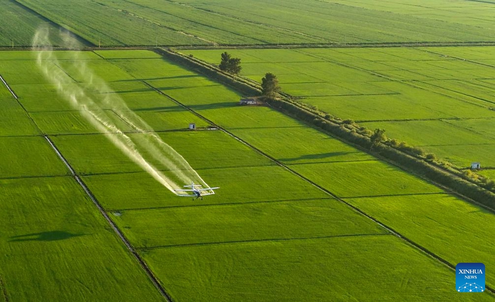 An aerial drone photo taken on July 14, 2026 shows an agricultural plane carrying out aerial crop protection operations over a field of Beidahuang Group in northeast China's Heilongjiang Province. China's northern regions have entered a critical period for the prevention and control of crop diseases and pests. Various agricultural production units under Beidahuang Group in Heilongjiang Province have launched aerial crop protection operations over farmlands in succession, ensuring sound crop growth. (Photo: Xinhua)