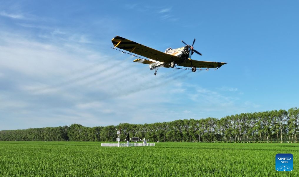 This photo taken on July 13, 2026 shows an agricultural plane carrying out aerial crop protection operations over a field of Beidahuang Group in northeast China's Heilongjiang Province. China's northern regions have entered a critical period for the prevention and control of crop diseases and pests. Various agricultural production units under Beidahuang Group in Heilongjiang Province have launched aerial crop protection operations over farmlands in succession, ensuring sound crop growth. (Photo: Xinhua)
