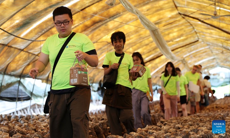 Members of a study tour pick shiitake mushrooms in Xiuyan Man Autonomous County, northeast China's Liaoning Province, July 12, 2026. Nearly 50 international teachers and students from five countries, including Mongolia, Greece, Thailand, Vietnam and Indonesia, joined the study tour, visiting modern agricultural production sites in northern China and enjoying immersive experiences of traditional Chinese culture. (Photo: Xinhua)
