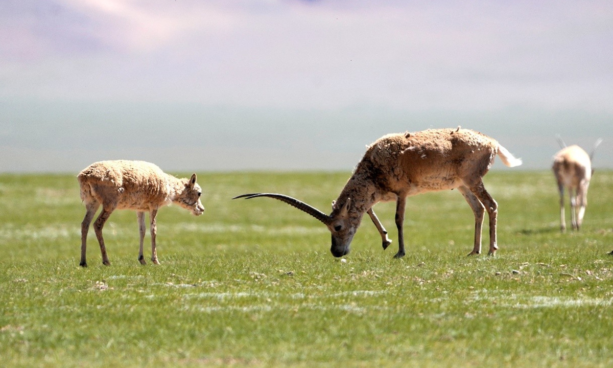 Tibetan antelopes eating grass in Nagqu, southwest China's Xizang Autonomous Region, on July 4th. Photo: VCG