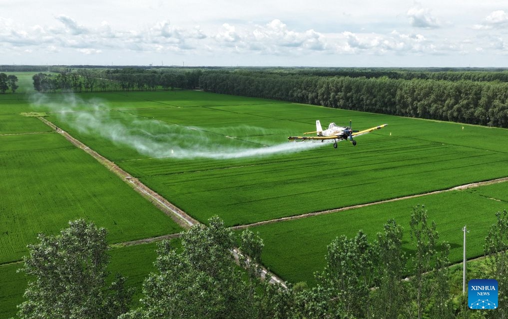 An aerial drone photo taken on July 14, 2026 shows an agricultural plane carrying out aerial crop protection operations over a field of Beidahuang Group in northeast China's Heilongjiang Province. China's northern regions have entered a critical period for the prevention and control of crop diseases and pests. Various agricultural production units under Beidahuang Group in Heilongjiang Province have launched aerial crop protection operations over farmlands in succession, ensuring sound crop growth. (Photo: Xinhua)