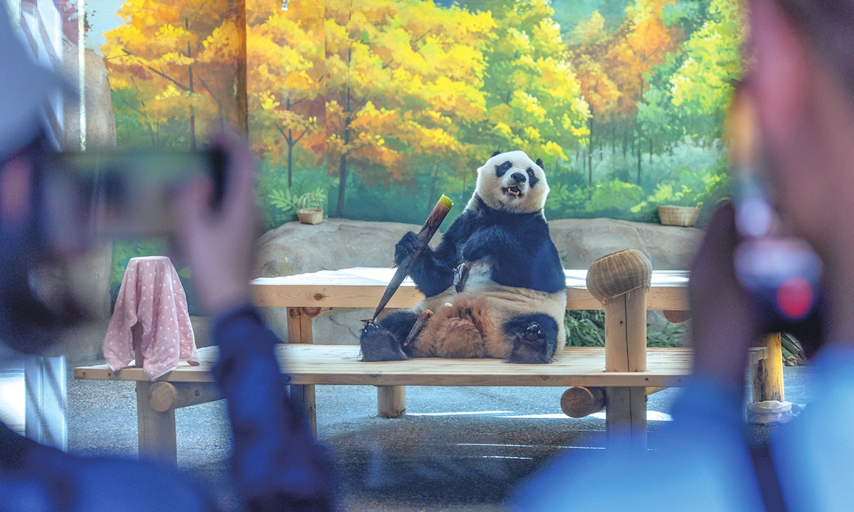 Visitors take photos of a giant panda at the Beijing Zoo's newly expanded giant panda house. Photo: Li Hao/GT