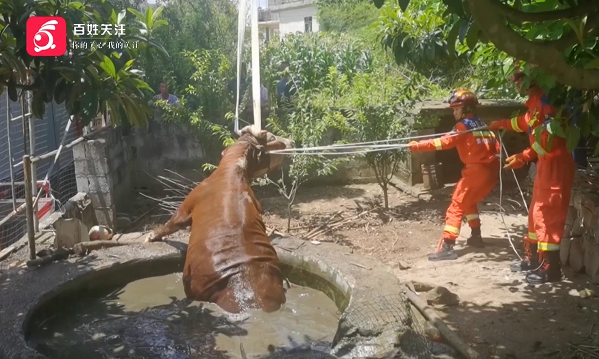 Local firefighters extract a yellow cattle from a septic tank in Anlong county, Qianxinan Bouyei and Miao Autonomous Prefecture, Southwest China's Guizhou Province. Photo: the official WeChat account of 