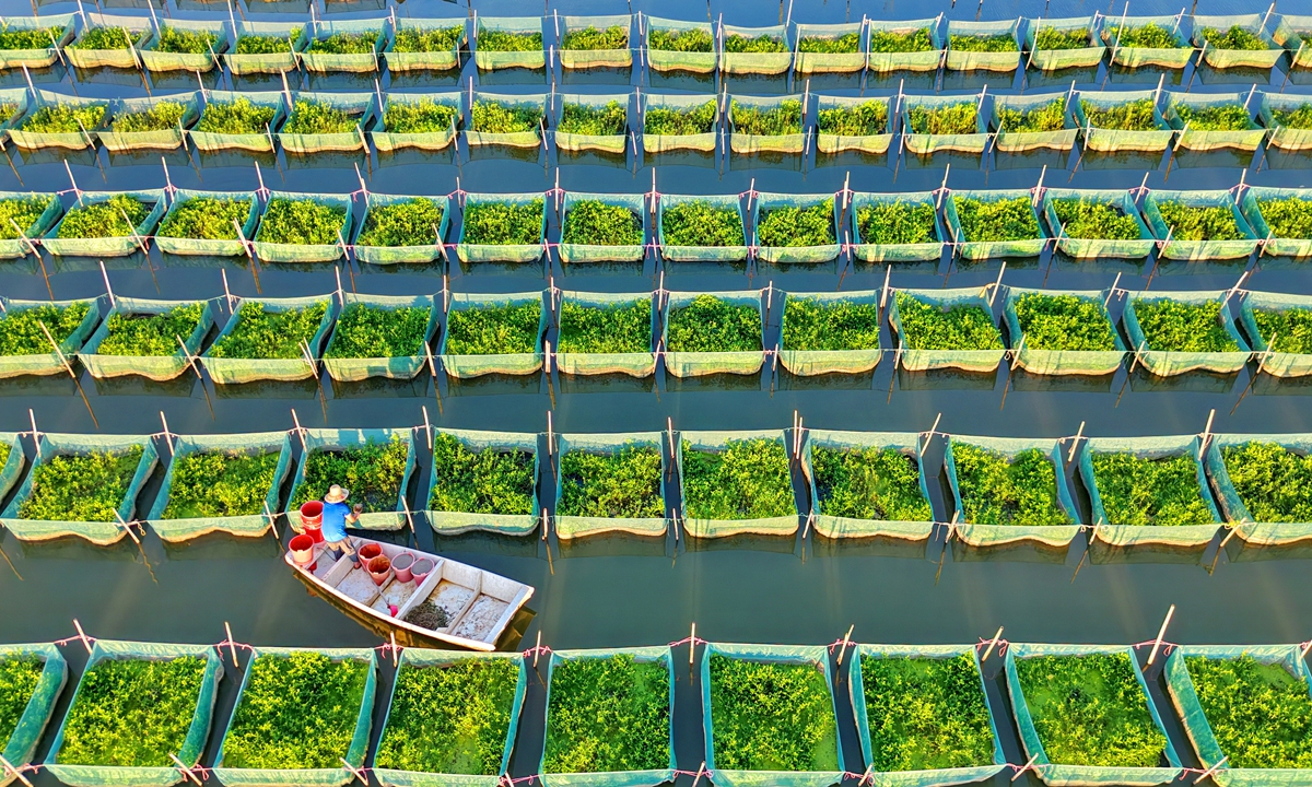 A farmer tends eels in cages at an aquaculture base in Nanshan Village, Nanchang, East China's Jiangxi Province, on July 15, 2026. In recent years, Nanchang County has leveraged its abundant freshwater resources to develop integrated eco-aquaculture bases, helping local farmers diversify their sources of income. Photo: VCG