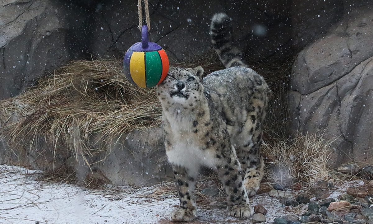 The snow leopard in a park in Xining, Northwest China's Qinghai Province. Photo: VCG
