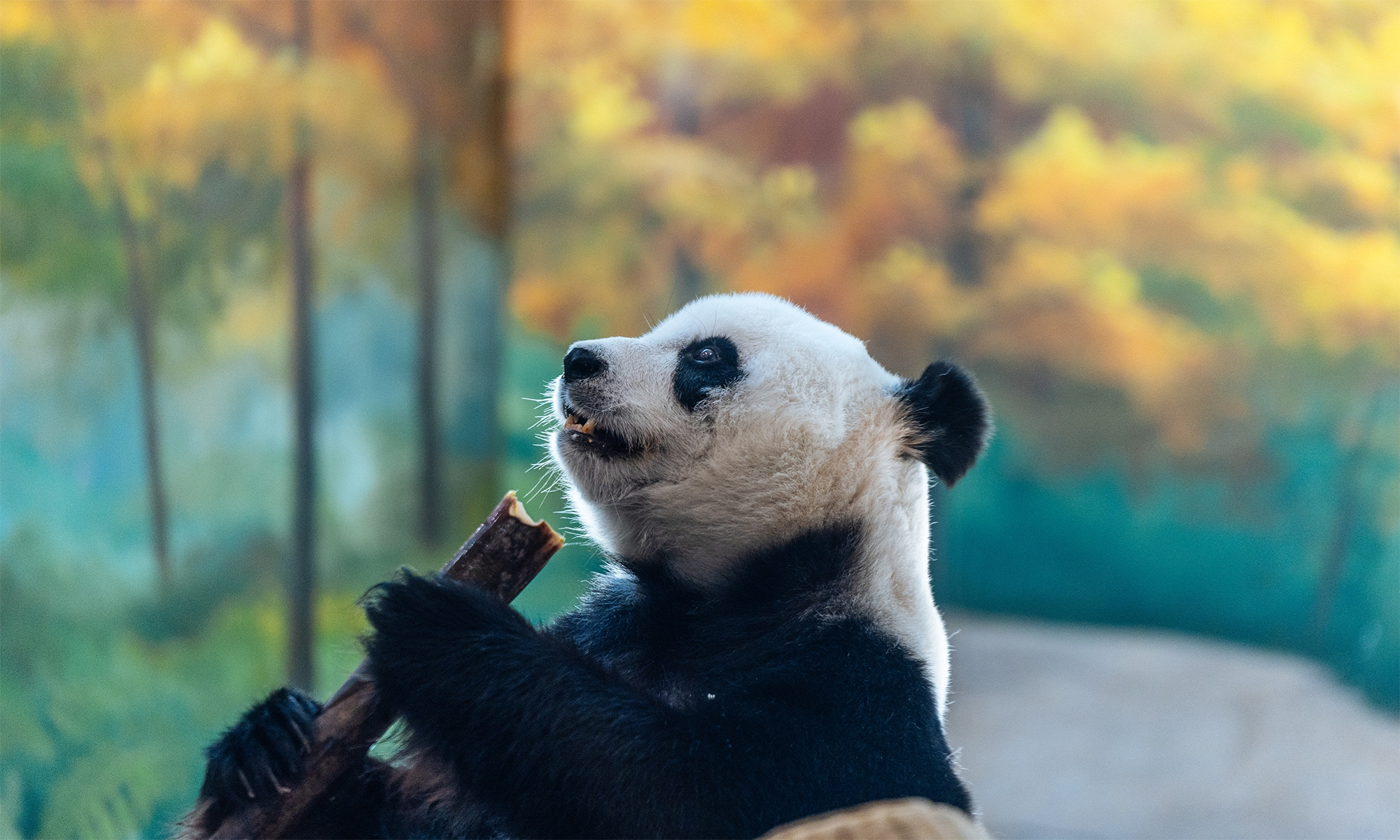Photo: Li Hao/GT