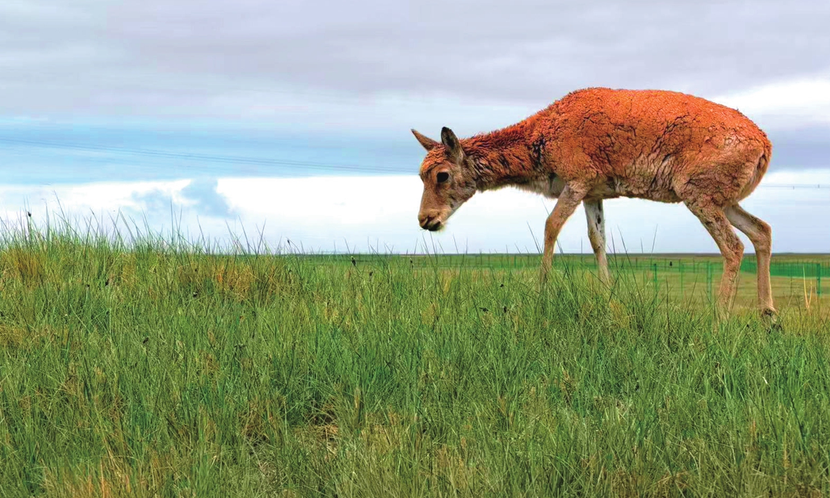 A rescued Tibetan antelope Photo: Feng Fan/GT 