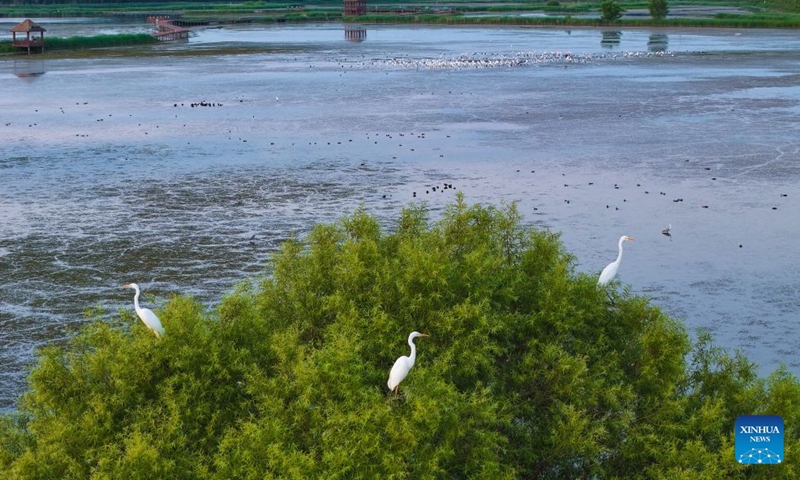 A drone photo taken on July 22, 2026 shows water birds at the Fujin National Wetland Park in Fujin City, northeast China's Heilongjiang Province. Thanks to years of ecological restoration, the Fujin National Wetland Park now features a thriving ecosystem and breathtaking natural beauty. (Photo by Qu Yubao/Xinhua)

