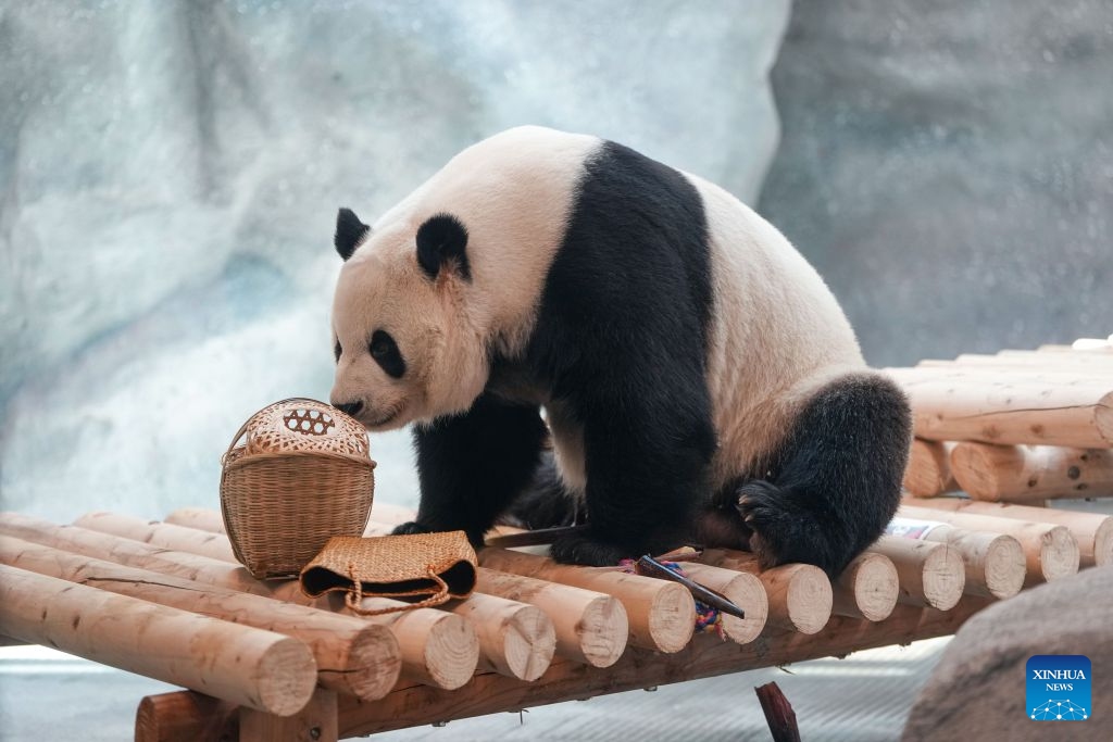 Giant panda Meng Lan is pictured at an indoor exhibition hall of a new giant panda facility at the Beijing Zoo in Beijing, capital of China, July 15, 2026. A new giant panda facility at Beijing Zoo was put into use on Wednesday. Covering an area of 13,000 square meters, the facility features four indoor exhibition halls, five animal enclosures and five outdoor activity areas, providing a more comfortable habitat for the giant pandas. The zoo is currently home to 10 giant pandas, with half of them having moved into the new facility. (Photo: Xinhua)