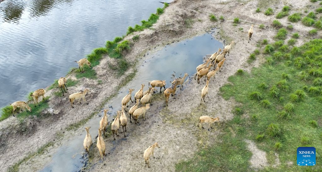 A drone photo taken on July 27, 2026 shows milu deer in the Dafeng Milu National Nature Reserve in east China's Jiangsu Province. The population of milu deer, commonly known as Pere David's deer, has exceeded 8,800 in the Dafeng Milu National Nature Reserve which is dedicated to over 40 years of protection of this endangered species. (Photo by Yang Suping/Xinhua)

