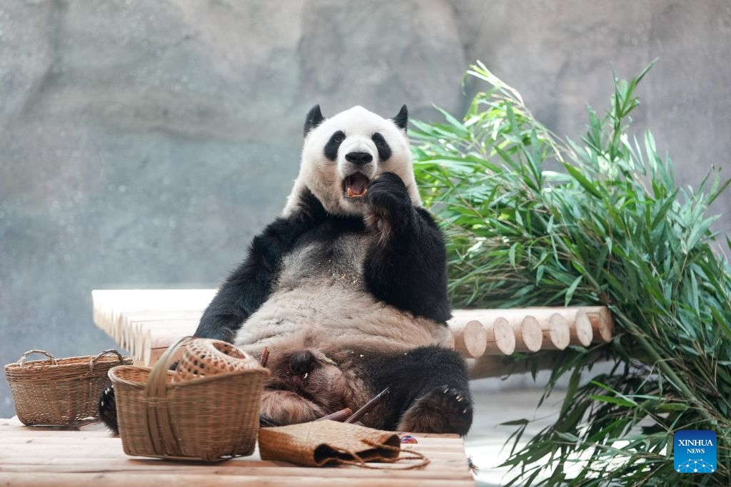 Giant panda Meng Lan eats bamboo at an indoor exhibition hall of a new giant panda facility at the Beijing Zoo in Beijing, capital of China, July 15, 2026. A new giant panda facility at Beijing Zoo was put into use on Wednesday. Covering an area of 13,000 square meters, the facility features four indoor exhibition halls, five animal enclosures and five outdoor activity areas, providing a more comfortable habitat for the giant pandas. The zoo is currently home to 10 giant pandas, with half of them having moved into the new facility. (Photo: Xinhua)