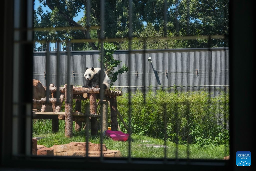 Giant panda Bai Tian is pictured at an outdoor activity area of a new giant panda facility at the Beijing Zoo in Beijing, capital of China, July 15, 2026. A new giant panda facility at Beijing Zoo was put into use on Wednesday. Covering an area of 13,000 square meters, the facility features four indoor exhibition halls, five animal enclosures and five outdoor activity areas, providing a more comfortable habitat for the giant pandas. The zoo is currently home to 10 giant pandas, with half of them having moved into the new facility. (Photo: Xinhua)