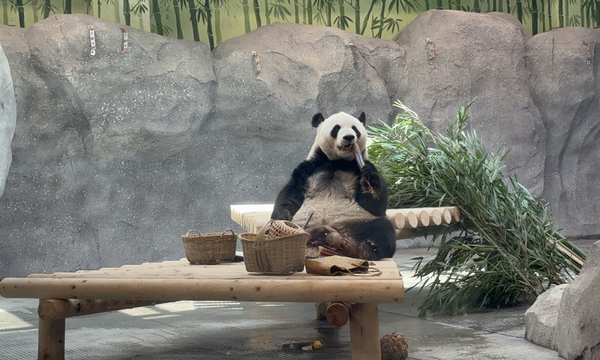 A giant panda at Beijing Zoo Photo: Li Hang/GT
