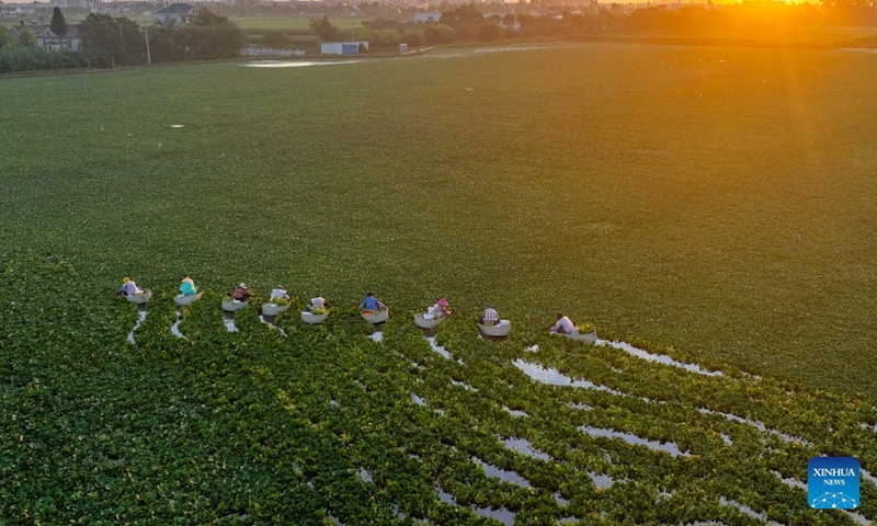 An aerial drone photo taken on July 26, 2026 shows villagers picking water chestnuts in Taizhou, east China's Jiangsu Province. (Photo by Tang Dehong/Xinhua)