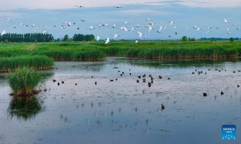 A drone photo taken on July 12, 2026 shows water birds at the Fujin National Wetland Park in Fujin City, northeast China's Heilongjiang Province. Thanks to years of ecological restoration, the Fujin National Wetland Park now features a thriving ecosystem and breathtaking natural beauty. (Photo by Qu Yubao/Xinhua)

