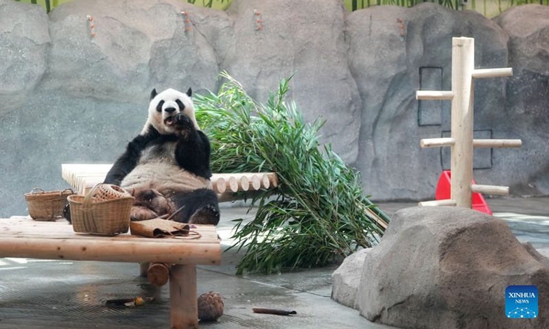 Giant panda Meng Lan eats bamboo at an indoor exhibition hall of a new giant panda facility at the Beijing Zoo in Beijing, capital of China, July 15, 2026. A new giant panda facility at Beijing Zoo was put into use on Wednesday. Covering an area of 13,000 square meters, the facility features four indoor exhibition halls, five animal enclosures and five outdoor activity areas, providing a more comfortable habitat for the giant pandas. The zoo is currently home to 10 giant pandas, with half of them having moved into the new facility. (Photo: Xinhua)