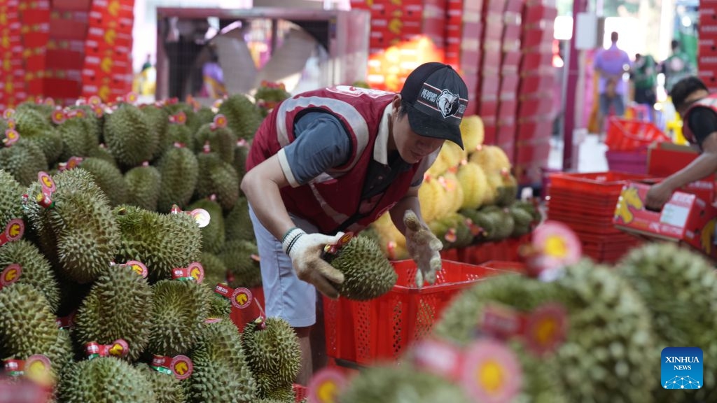 A worker sorts out durians for export to China in Lam Dong, Vietnam, June 26, 2026. (Photo: Xinhua)