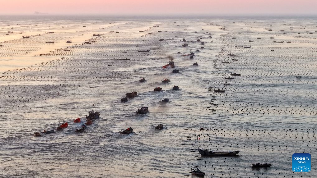 A drone photo taken on July 15, 2026 shows fishing boats sailing at a marine farm in Rongcheng City, east China's Shandong Province. Marine farms in Rongcheng gradually resumed operations after Typhoon Bavi passed through the area. (Photo: Xinhua)
