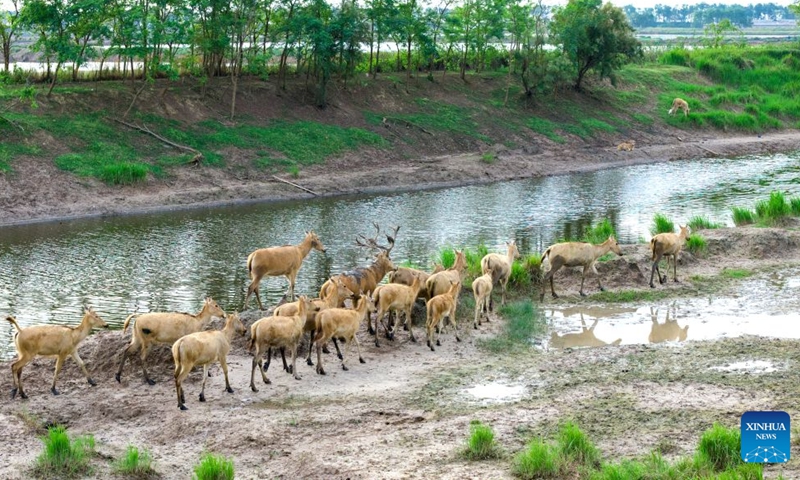 A drone photo taken on July 27, 2026 shows milu deer in the Dafeng Milu National Nature Reserve in east China's Jiangsu Province. The population of milu deer, commonly known as Pere David's deer, has exceeded 8,800 in the Dafeng Milu National Nature Reserve which is dedicated to over 40 years of protection of this endangered species. (Photo by Yang Suping/Xinhua)


