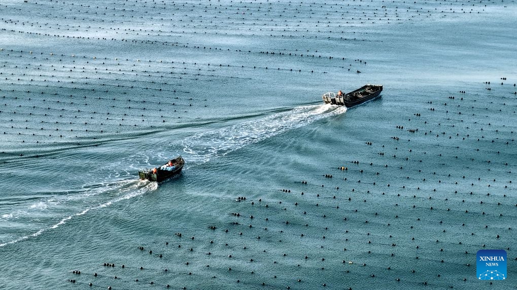 A drone photo taken on July 15, 2026 shows fishing boats sailing at a marine farm in Rongcheng City, east China's Shandong Province. Marine farms in Rongcheng gradually resumed operations after Typhoon Bavi passed through the area. (Photo: Xinhua)
