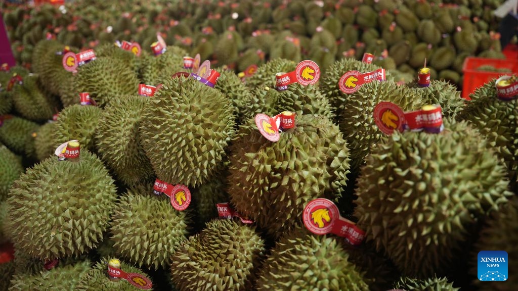 This photo taken on June 26, 2026 shows durians for export to China at a processing plant in Lam Dong, Vietnam. (Photo: Xinhua)