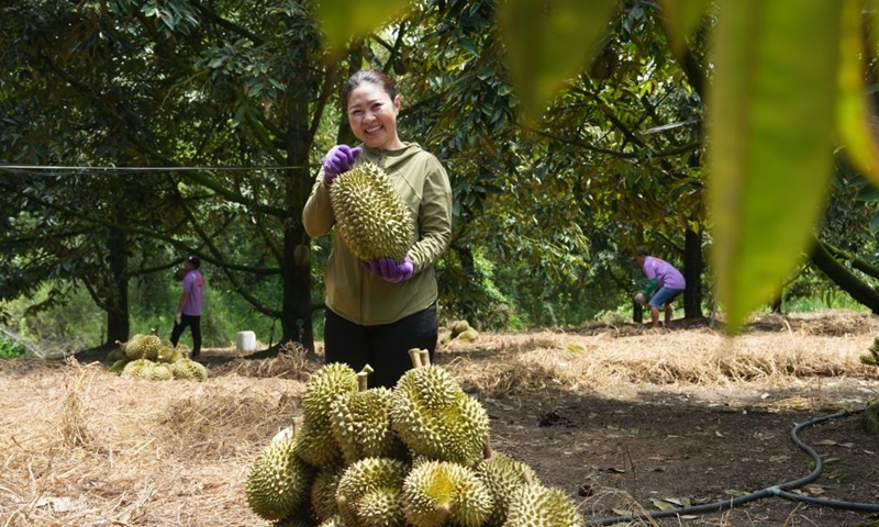 Le Thi Ngoc Bich, a durian grower, inspects freshly picked durians at a durian orchard in Lam Dong, Vietnam, June 26, 2026. (Photo: Xinhua)