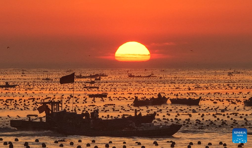 A drone photo taken on July 15, 2026 shows aquaculture workers working at a marine farm in Rongcheng City, east China's Shandong Province. Marine farms in Rongcheng gradually resumed operations after Typhoon Bavi passed through the area. (Photo: Xinhua)