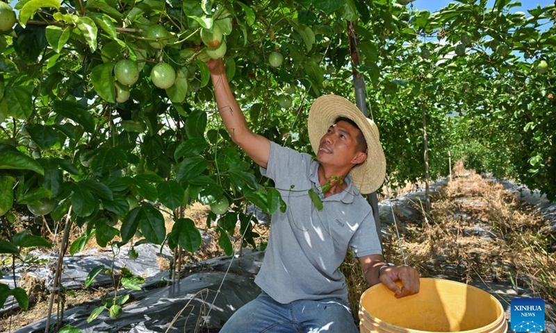 A villager harvests passion fruit in Zhongfu Village of Changting County, southeast China's Fujian Province, July 24, 2026.