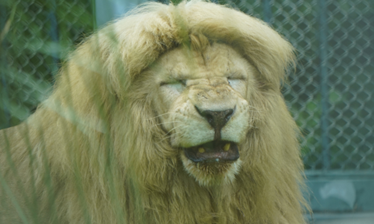Ahang, the internet-famous white lion known for his distinctive 