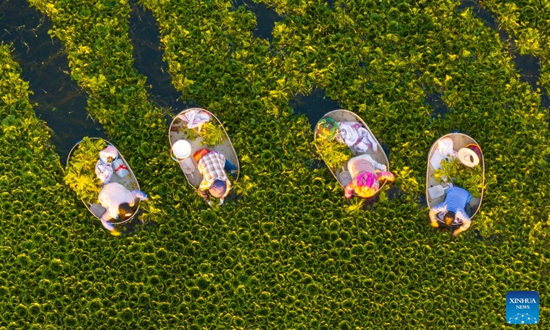 An aerial drone photo taken on July 26, 2026 shows villagers picking water chestnuts in Taizhou, east China's Jiangsu Province. (Photo by Tang Dehong/Xinhua)