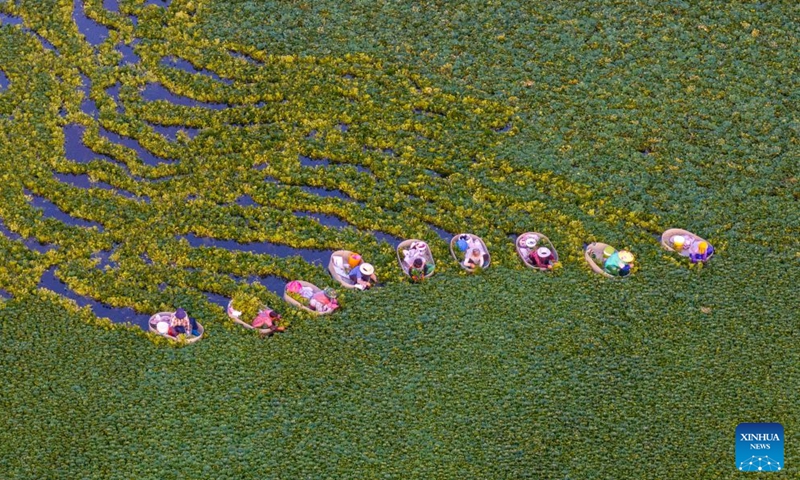 An aerial drone photo taken on July 26, 2026 shows villagers picking water chestnuts in Taizhou, east China's Jiangsu Province. (Photo by Tang Dehong/Xinhua)