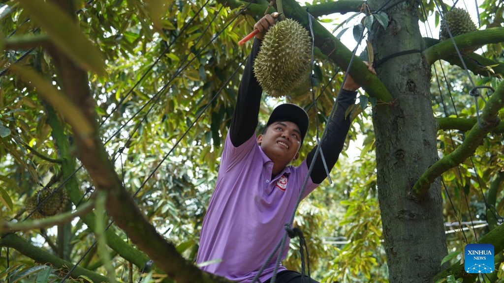 A farmer picks durians from a tree at a durian orchard in Lam Dong, Vietnam, June 26, 2026. (Photo: Xinhua)
