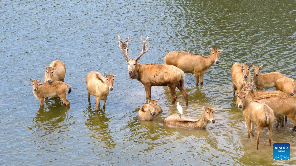 A drone photo taken on July 27, 2026 shows milu deer in the Dafeng Milu National Nature Reserve in east China's Jiangsu Province. The population of milu deer, commonly known as Pere David's deer, has exceeded 8,800 in the Dafeng Milu National Nature Reserve which is dedicated to over 40 years of protection of this endangered species. (Photo by Yang Suping/Xinhua)

