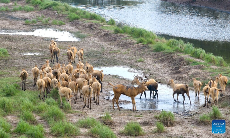 A drone photo taken on July 27, 2026 shows milu deer in the Dafeng Milu National Nature Reserve in east China's Jiangsu Province. The population of milu deer, commonly known as Pere David's deer, has exceeded 8,800 in the Dafeng Milu National Nature Reserve which is dedicated to over 40 years of protection of this endangered species. (Photo by Yang Suping/Xinhua)

