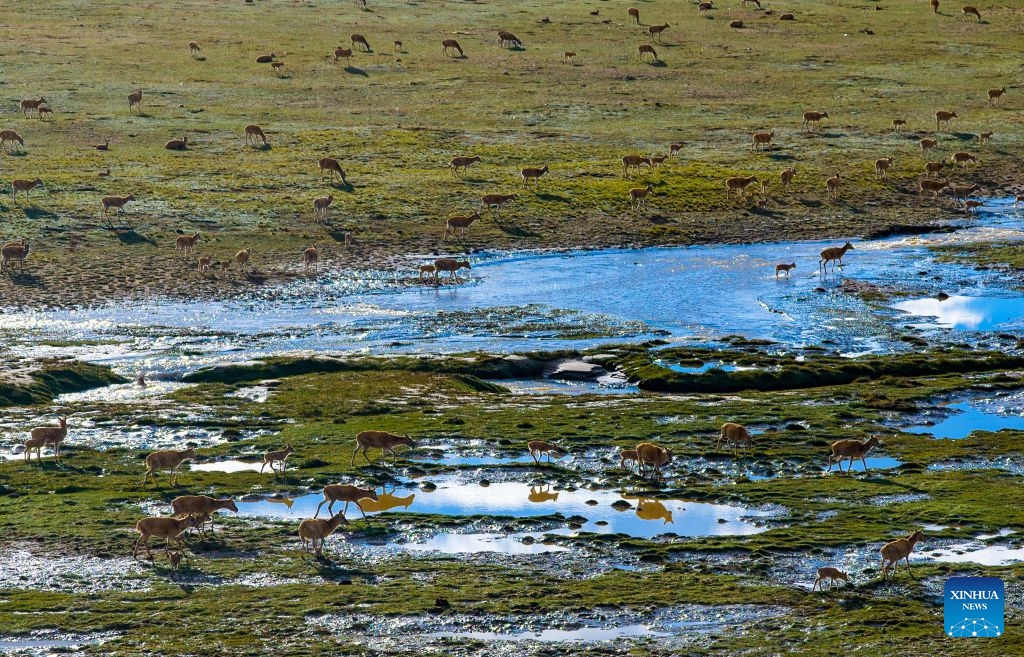A drone photo shows Tibetan antelopes and their calves crossing the Senlong Zangbo River in Changtang National Nature Reserve in southwest China's Xizang Autonomous Region, July 12, 2026. The Senlong Zangbo River, located in Changtang National Nature Reserve, is on the vital migration route for Tibetan antelopes. Each July, Tibetan antelope calves and their mothers cross the river and migrate to their habitats. Over the past three years, the number of Tibetan antelope migrating across this river has exceeded 150,000 each year. (Xinhua/Jiang Fan)