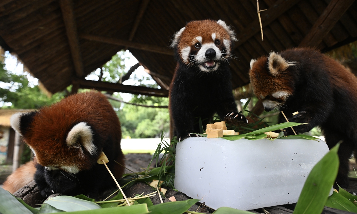 Red pandas enjoy ice cubes and fruits amid the summer heat at Hefei Wildlife Park in Hefei, East China's Anhui Province on July 15, 2026. Photo: VCG