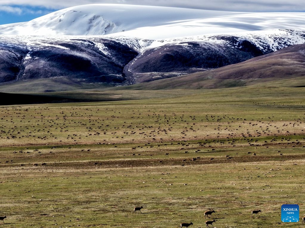A drone photo shows Tibetan antelopes and their calves after crossing the Senlong Zangbo River in Changtang National Nature Reserve in southwest China's Xizang Autonomous Region, July 12, 2026. The Senlong Zangbo River, located in Changtang National Nature Reserve, is on the vital migration route for Tibetan antelopes. Each July, Tibetan antelope calves and their mothers cross the river and migrate to their habitats. Over the past three years, the number of Tibetan antelope migrating across this river has exceeded 150,000 each year. (Xinhua/Liu Shiping)