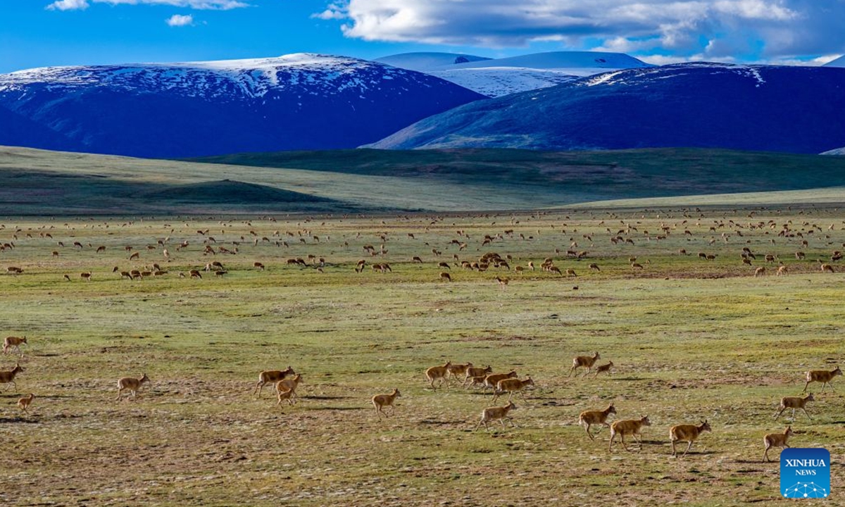 A drone photo shows Tibetan antelopes and their calves after crossing the Senlong Zangbo River in Changtang National Nature Reserve in southwest China's Xizang Autonomous Region, July 12, 2026. The Senlong Zangbo River, located in Changtang National Nature Reserve, is on the vital migration route for Tibetan antelopes. Each July, Tibetan antelope calves and their mothers cross the river and migrate to their habitats. Over the past three years, the number of Tibetan antelope migrating across this river has exceeded 150,000 each year. (Xinhua/Jiang Fan)