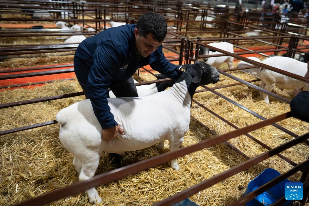 This photo taken on July 17, 2026 shows a sheep during the Livestock, Agriculture and Industry Exhibition in Buenos Aires, Argentina. The exhibition is held here from July 16 to 26. (Photo: Xinhua)