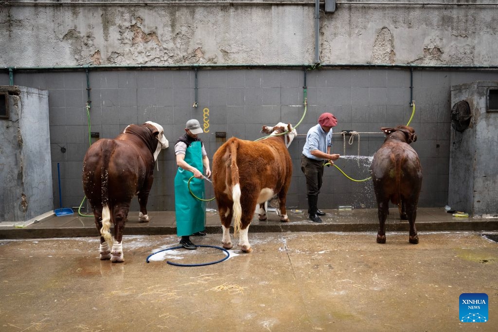 This photo taken on July 17, 2026 shows the cattle during the Livestock, Agriculture and Industry Exhibition in Buenos Aires, Argentina. The exhibition is held here from July 16 to 26. (Photo: Xinhua)