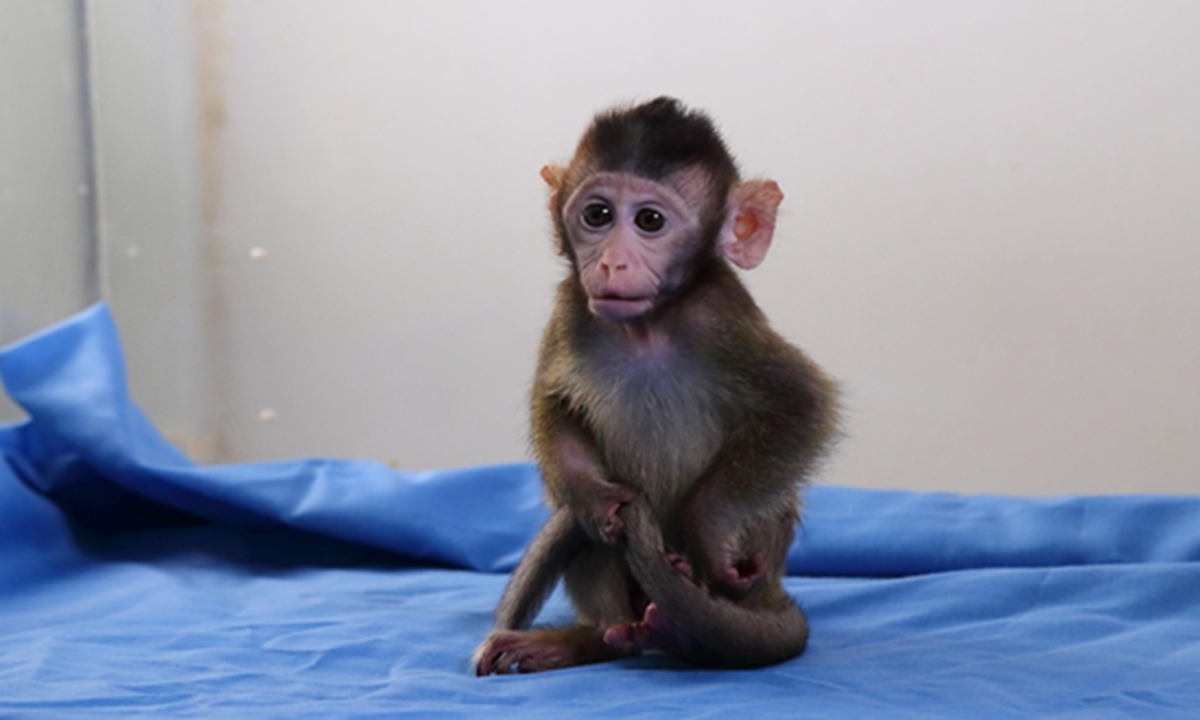 A cynomolgus macaque (Macaca fascicularis) Photo: VCG