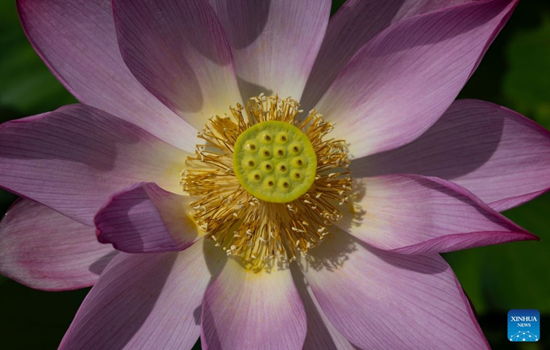 A blooming lotus flower is pictured in Siheung, Gyeonggi Province, South Korea, July 19, 2026. (Photo by Jun Hyosang/Xinhua)