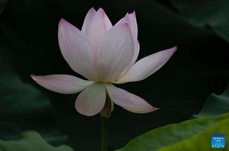 A blooming lotus flower is pictured in Siheung, Gyeonggi Province, South Korea, July 19, 2026. (Photo by Jun Hyosang/Xinhua)