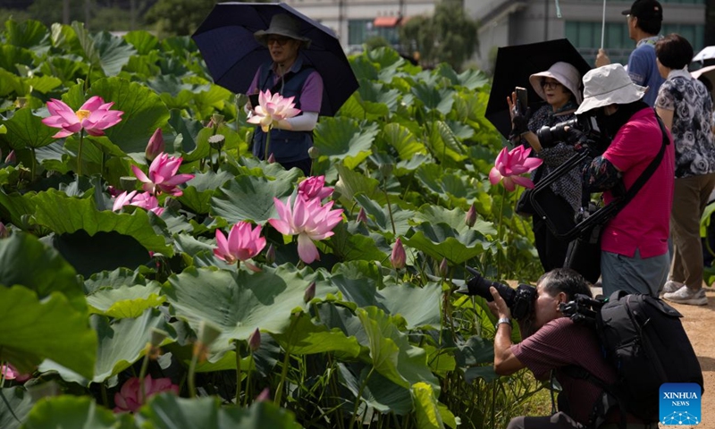 People take photos of blooming lotus flowers in Siheung, Gyeonggi Province, South Korea, July 19, 2026. (Photo by Jun Hyosang/Xinhua)
