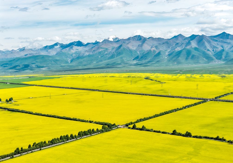 An aerial drone photo taken on July 17, 2026 shows rapeseed flower fields in Menyuan Hui Autonomous County of Haibei Tibetan Autonomous Prefecture, northwest China's Qinghai Province. (Xinhua/Zhang Long)