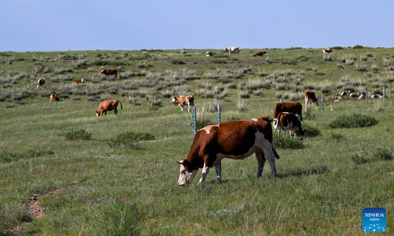 A herd of cattle forage at the Xilingol grassland in north China's Inner Mongolia Autonomous Region, July 19, 2026. (Xinhua/Li Zhipeng)