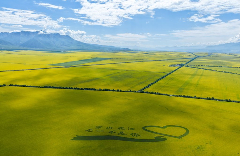 An aerial drone photo taken on July 17, 2026 shows rapeseed flower fields in Menyuan Hui Autonomous County of Haibei Tibetan Autonomous Prefecture, northwest China's Qinghai Province. (Xinhua/Zhang Long)