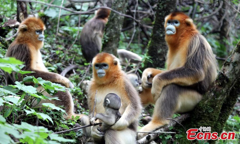 Photo released on July 17, 206 shows golden snub-nosed monkeys play and enjoy the cool shade deep within the forests of the Dalongtan Golden Snub-Nosed Monkey Field Research Base in Shennongjia National Park, central China's Hubei Province. (Photo provided to China News Service)