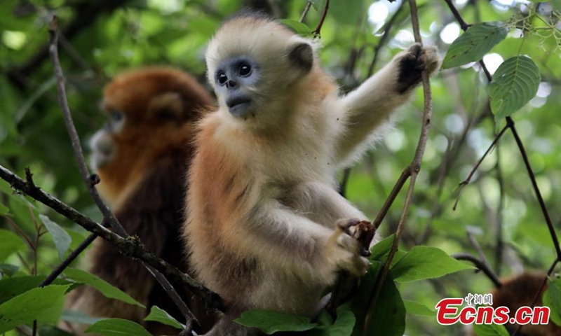 Photo released on July 17, 206 shows golden snub-nosed monkeys play and enjoy the cool shade deep within the forests of the Dalongtan Golden Snub-Nosed Monkey Field Research Base in Shennongjia National Park, central China's Hubei Province. (Photo provided to China News Service)